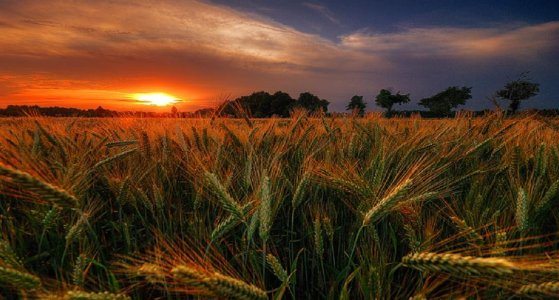 gloryharvest-1.jpg gloryharvest-1.jpg